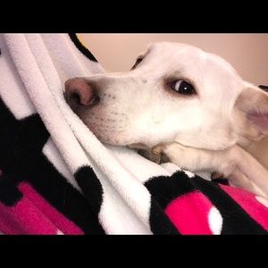 Meet your Posher, Hol